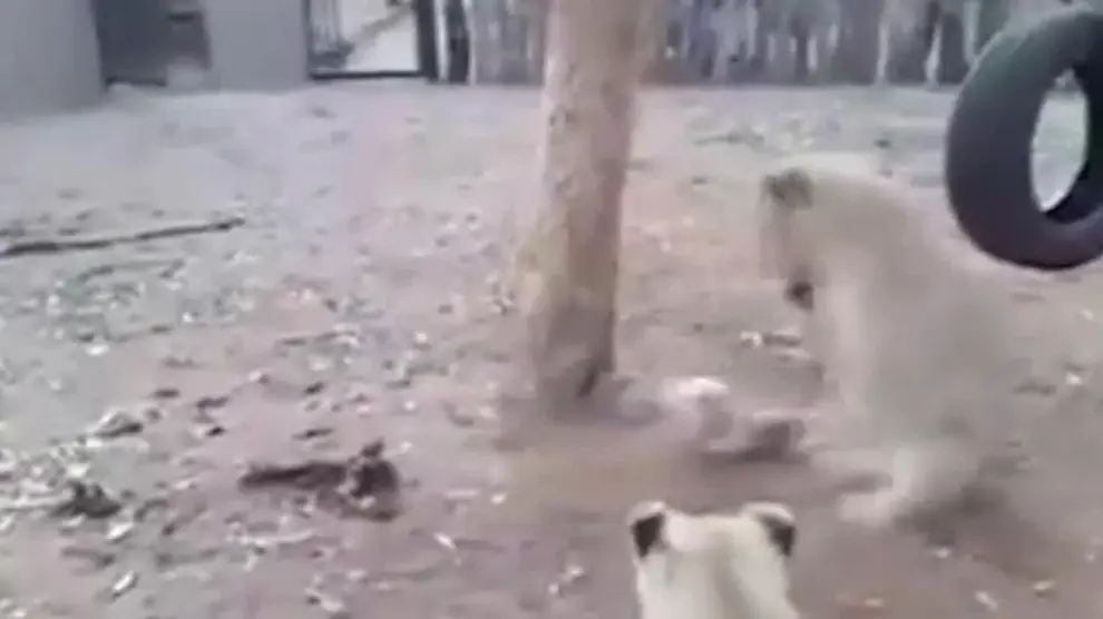 Viral perro vs leones