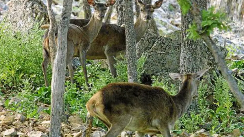 Varios ciervos en la reserva de caza de los Montes Universales.