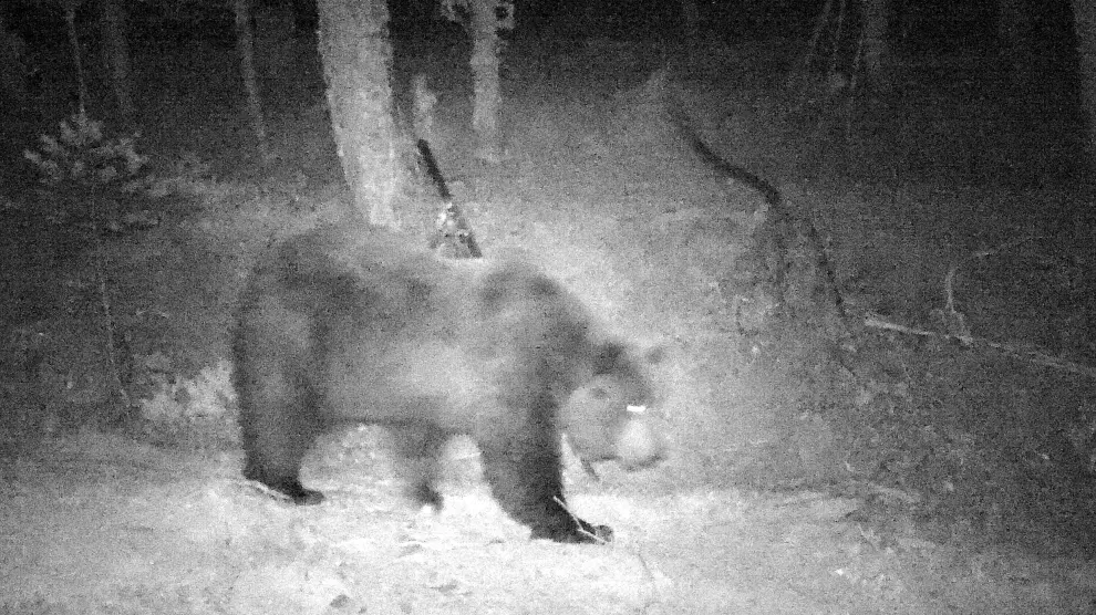 El oso Neré dando un paseo por la noche.