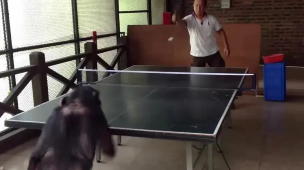Viral chimpancé tenis de mesa