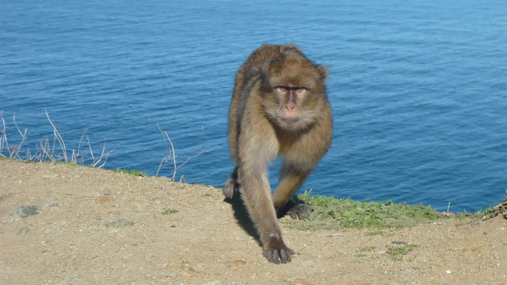 El mono de Gibraltar, una especie en peligro por su venta ilegal.