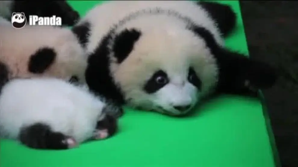 Nacen más de 20 osos pandas en China