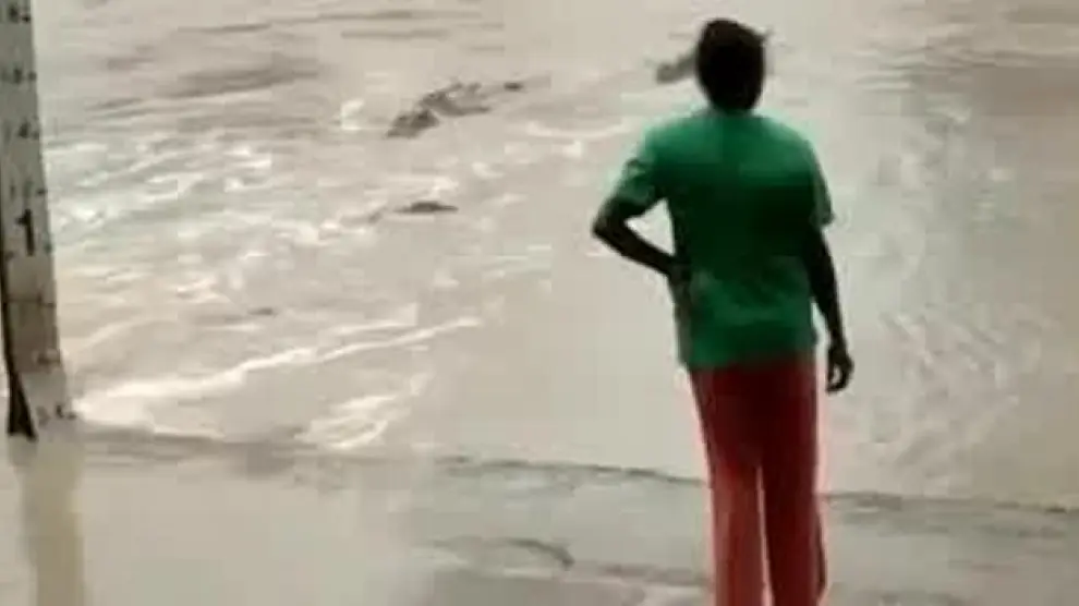 Mujer espanta a un cocodrilo con una chancleta