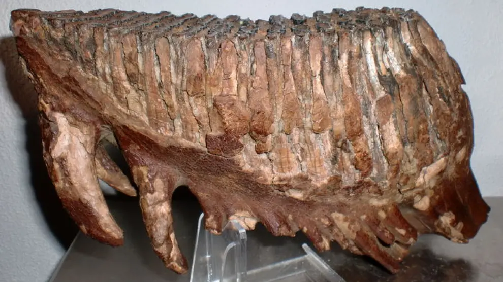 Parte de un esqueleto de mamut
