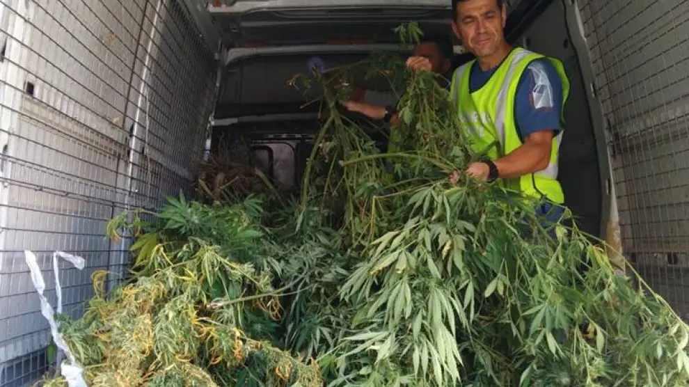 Tres detenidos por cultivar marihuana en Villafranca de Ebro y Zuera