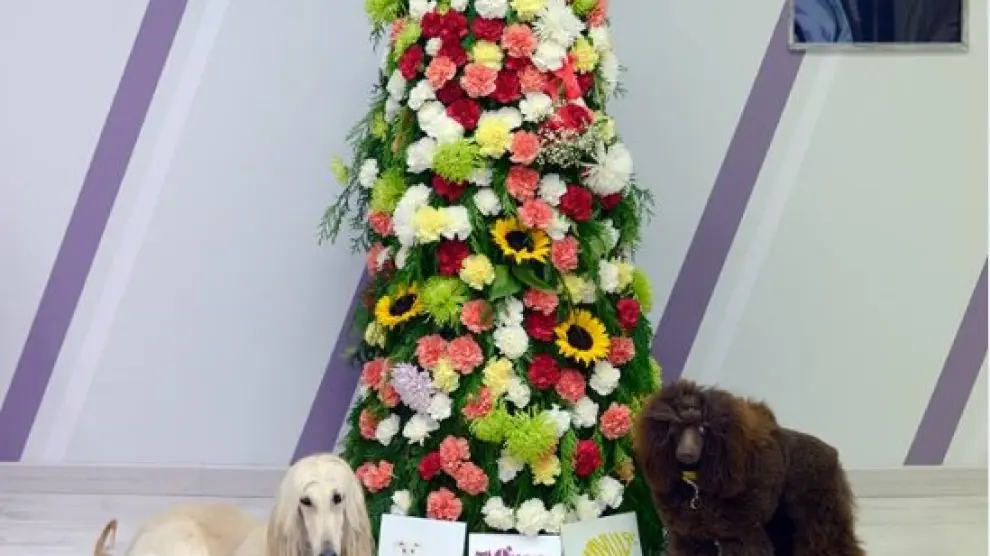 Ofrenda de flores canina