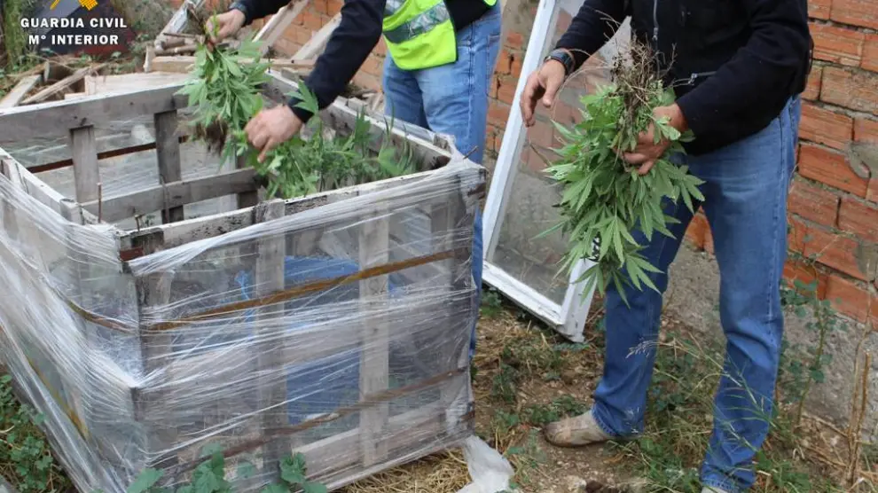 Incautan 141 plantas de marihuana en Villanueva de Gállego