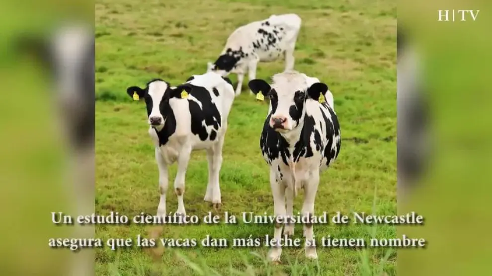 ¿Sabía que las vacas dan más leche si se les pone nombre?