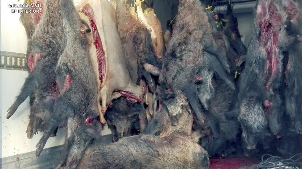 Intervenidas 11 toneladas de carne de caza sin inspeccionar y destinada a la venta