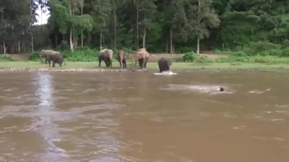 Un elefante rescata a su cuidador