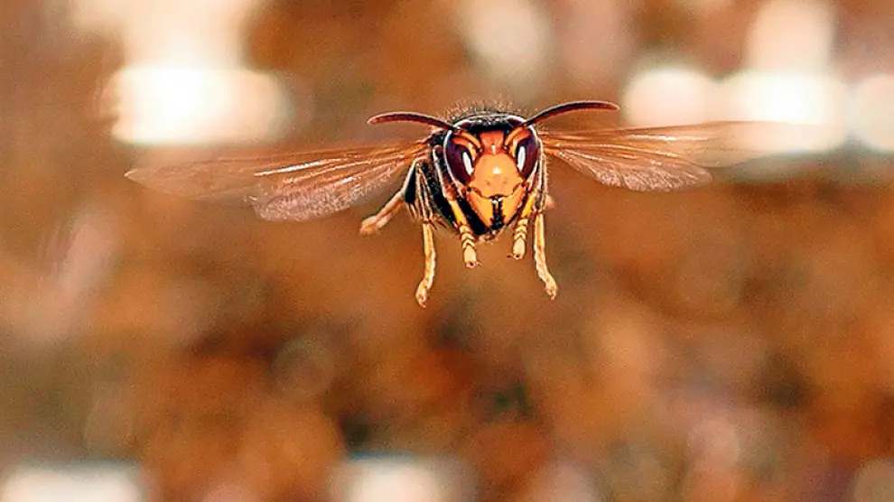 Un ejemplar de Vespa Velutina Nigrithorax o avispa asiática.