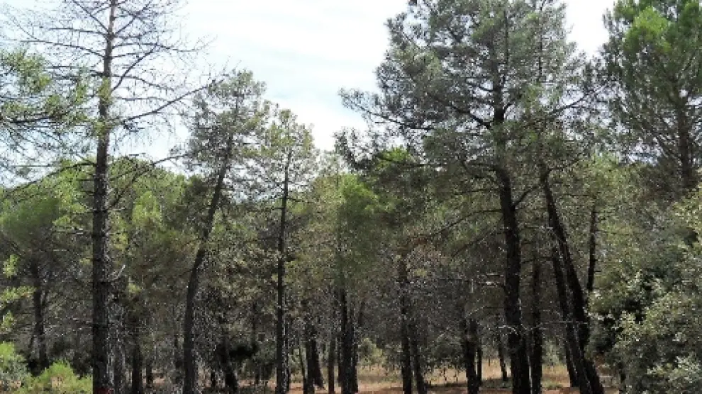 Bosque de pinos con problemas de salud