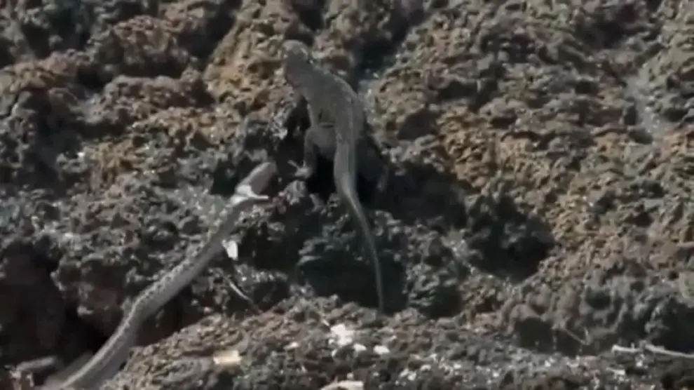 Milagrosa huida de una iguana atacada por decenas de serpientes