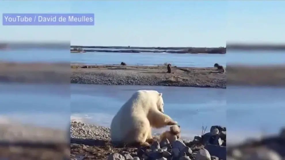 El oso polar que 'adopta' a un perro y lo cuida como a un hijo
