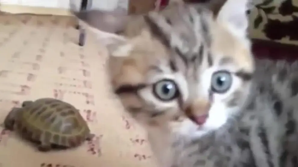 Este gatito ve por primera vez una tortuga