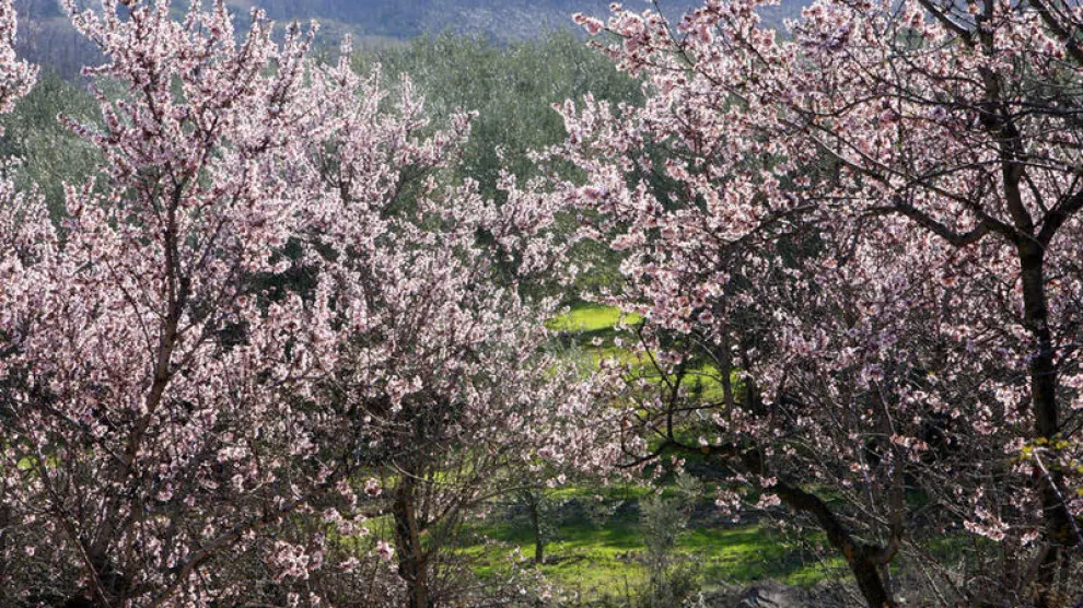 La flor del almendro ofrece paisajes muy característicos.