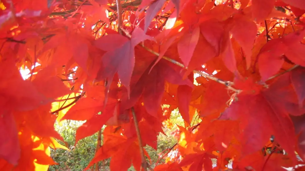 Un árbol con las hojas teñidas de rojo.