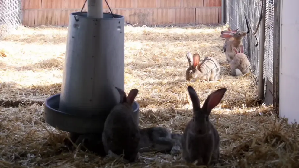 La dieta que probarán estos conejos ha sido elaborada por un nutricionista.