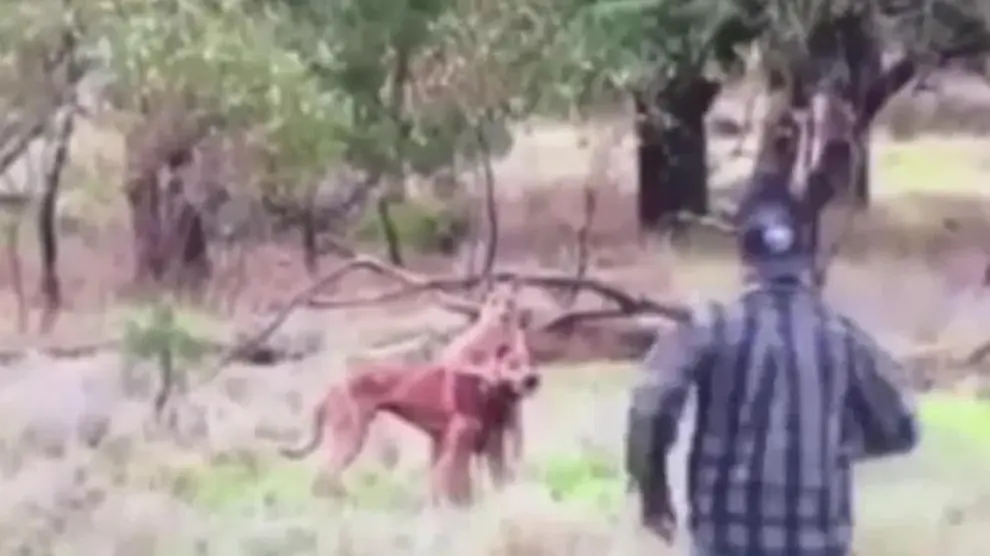 Un hombre le da un puñetazo a un canguro para rescatar a su perro