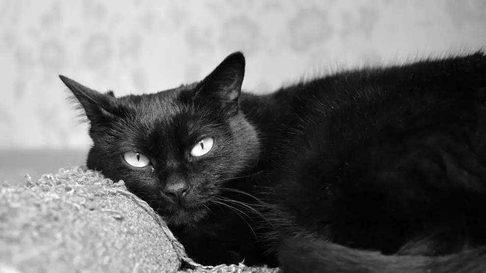 Los supersticiosos le tienen especial fobia a los gatos negros.