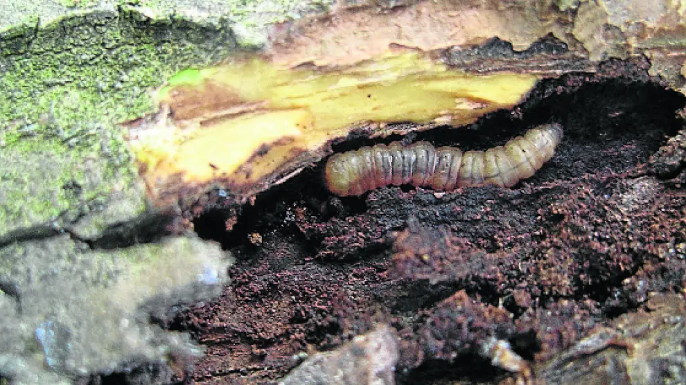 Imagen de una larva de sesia sobre un peral.
