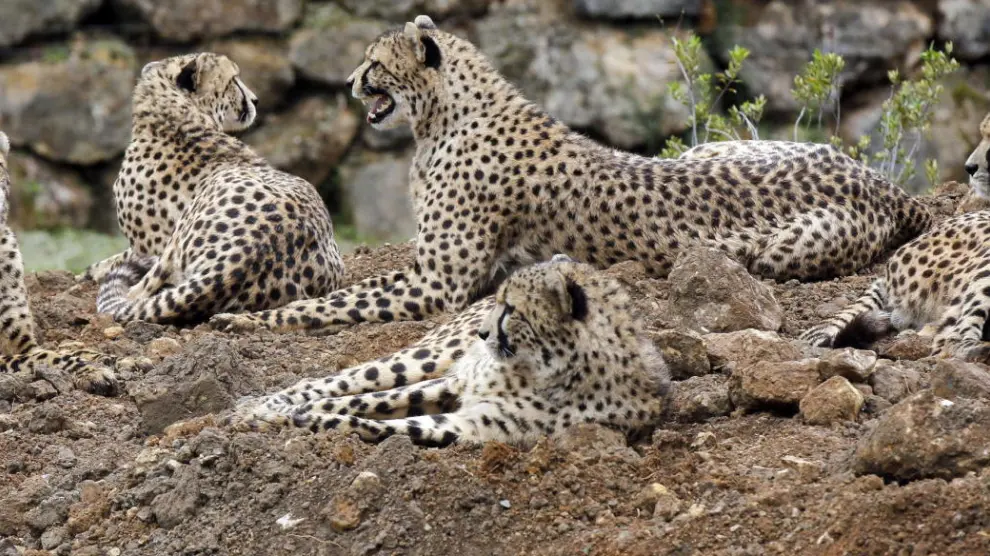 Foto de archivo de varios guepardos.