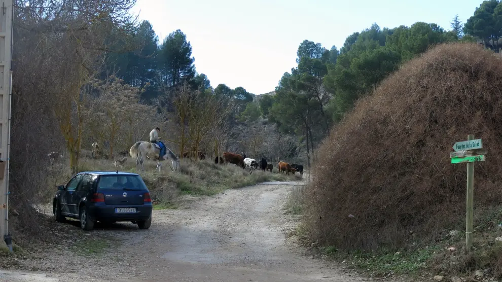 Las reses bravas, con un vigilante a caballo, pastan cerca de las últimas casas del barrio de Jorgito.