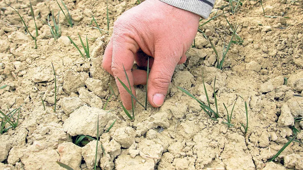Imagen de archivo de un hombre sujetando entre sus dedos los primeros brotes de un cultivo de cereal de secano.