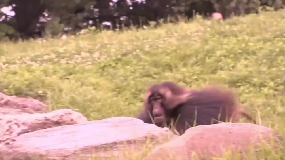 Los babuinos emiten algo parecido a las cinco vocales