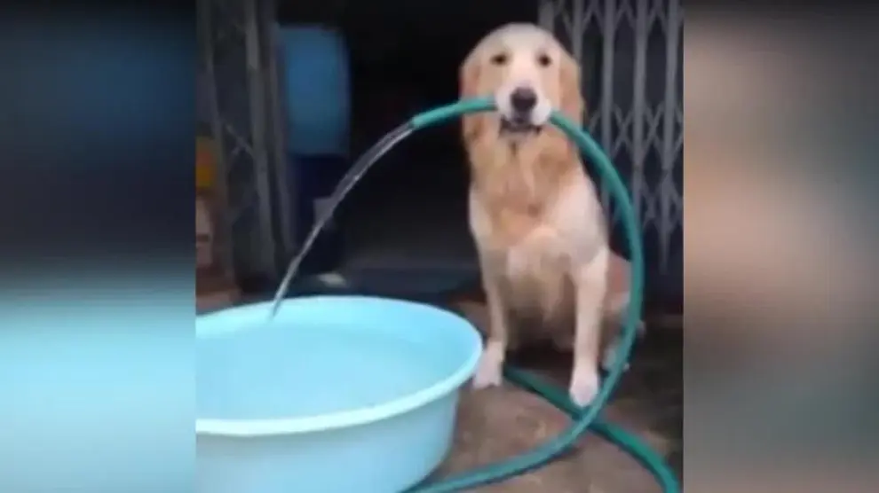 Este perro se prepara un baño, pero...