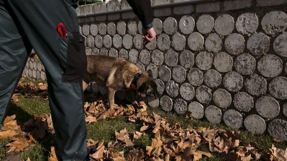 ¿Cuál es la función de los perros de la Guardia Civil?