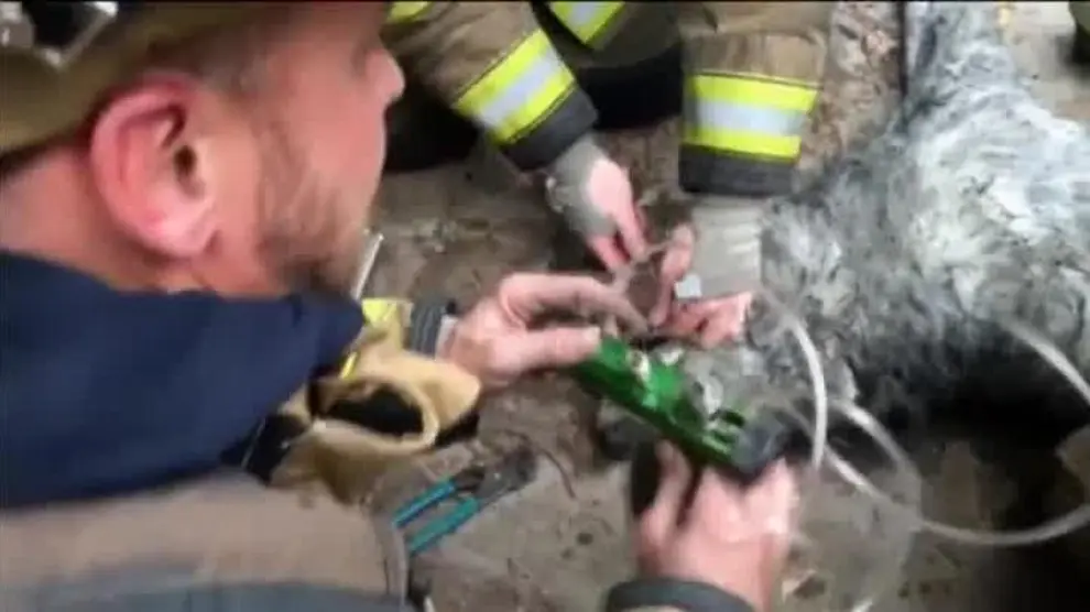 Salvan la vida a un perro al rescatarle de un incendio en Washington
