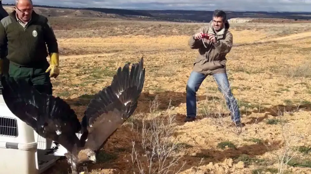Liberación del águila real en su entorno natural