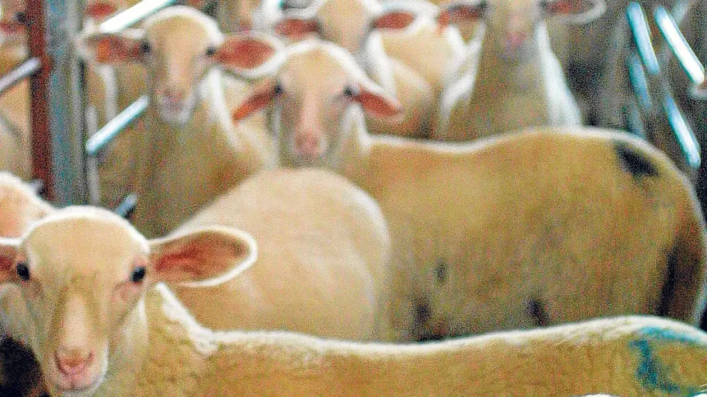 Ejemplares de ovino en una explotación ganadera de Teruel.