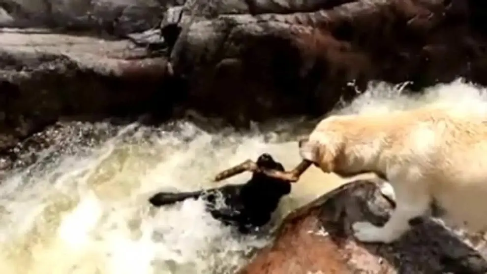 Un perro salva a otro de morir ahogado en un río