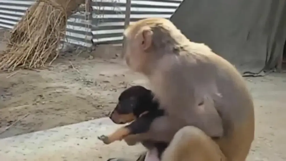 Mono adopta a perrito
