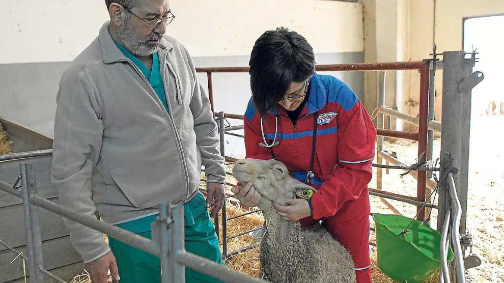 Delia Lacasta y Luis Miguel Ferrer auscultan a una oveja en las instalaciones del Scrum.