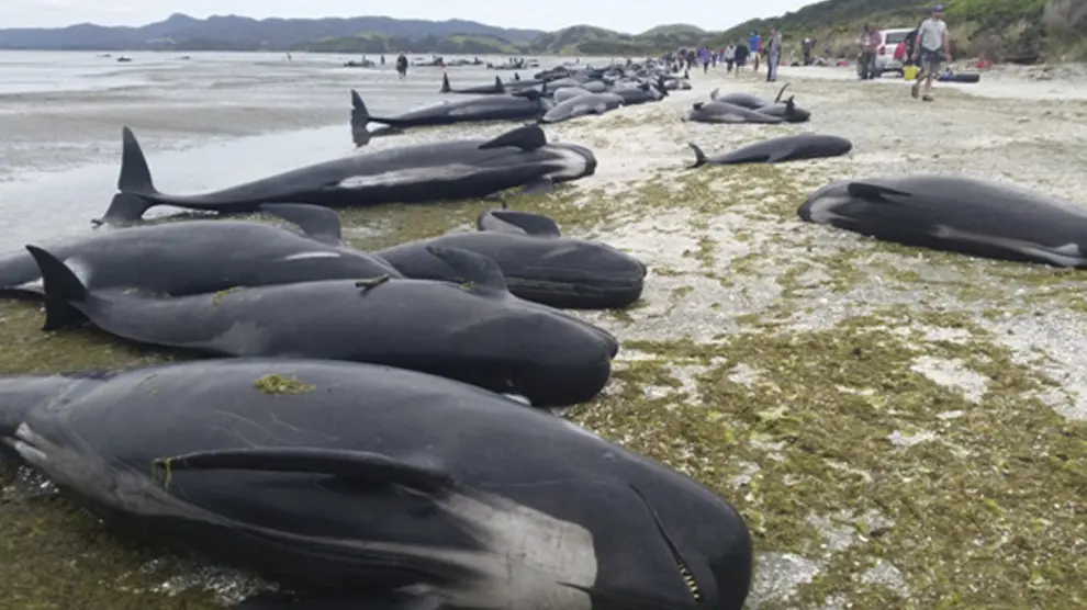 Ballenas varadas en la playa de Farewell Spit en Nueva Zelanda.
