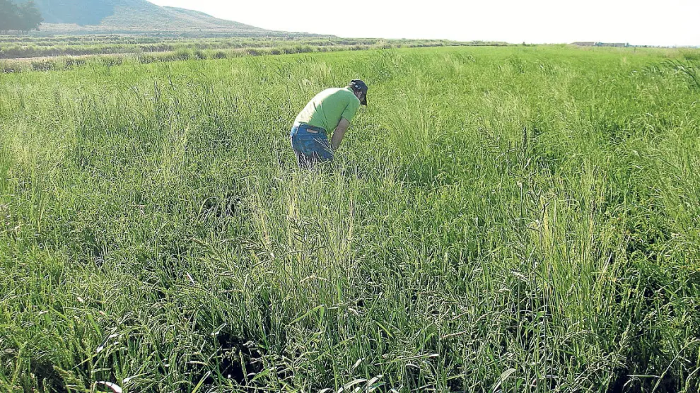 Los investigadores realizan prospecciones para cuantificar las infestaciones de malas hierbas.