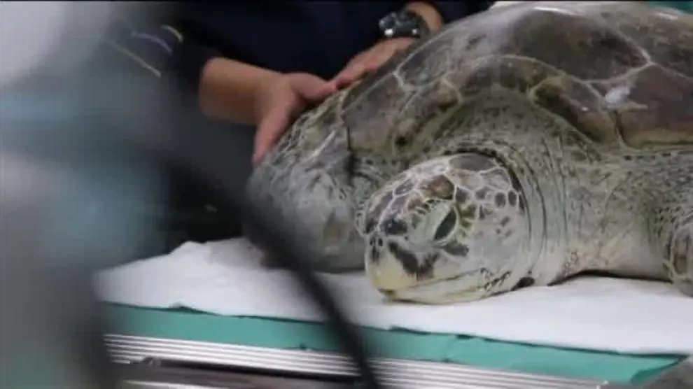 Casi mil monedas halladas en el estomago de una tortuga marina en Tailandia