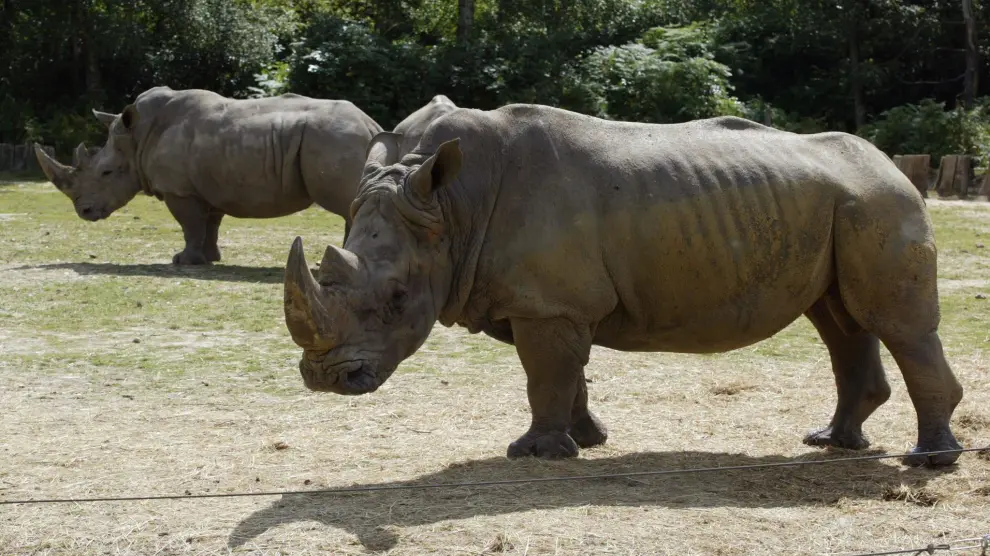 Foto de archivo de dos rinocerontes del zoo de Thoiry.