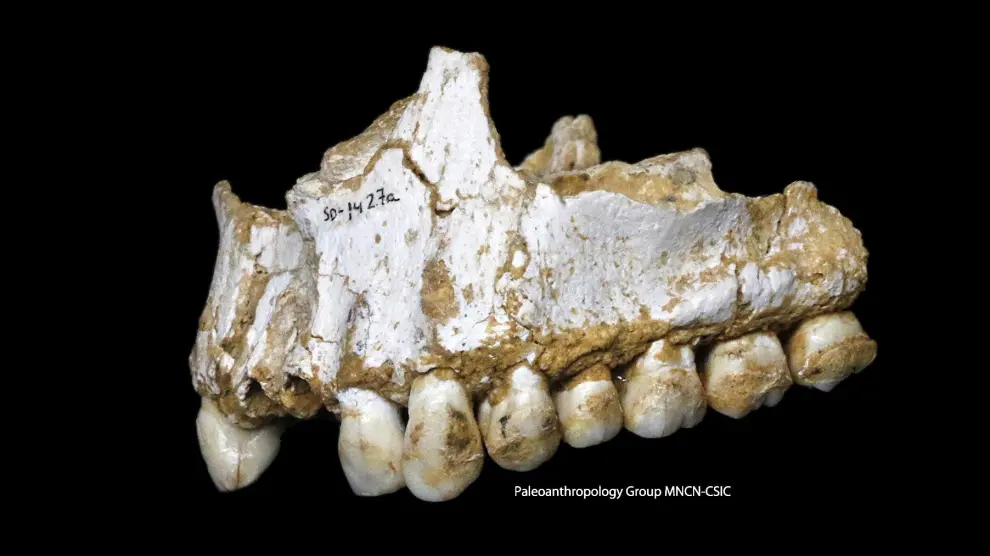 Secuencian el material genético del sarro dental de fósiles de cuatro individuos del yacimiento belga de Spy y de El Sidrón, en Asturias.
