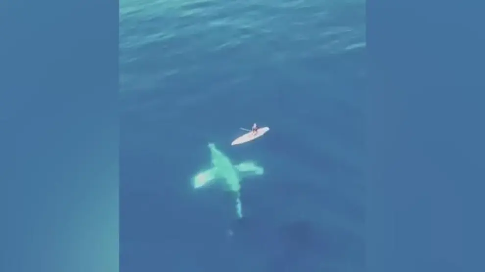 Un surfista se ve sorprendido por una familia de ballenas