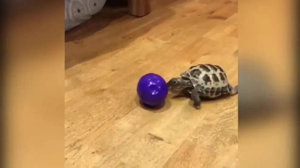 La 'tortuga futbolista' causa sensación en redes sociales