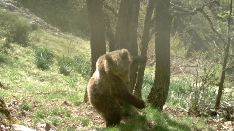 Un oso captado por una cámara en una zona del Pirineo catalán.