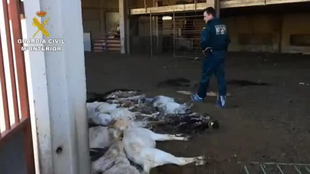 Detenida en Huesca por dejar morir de hambre a 346 cabras