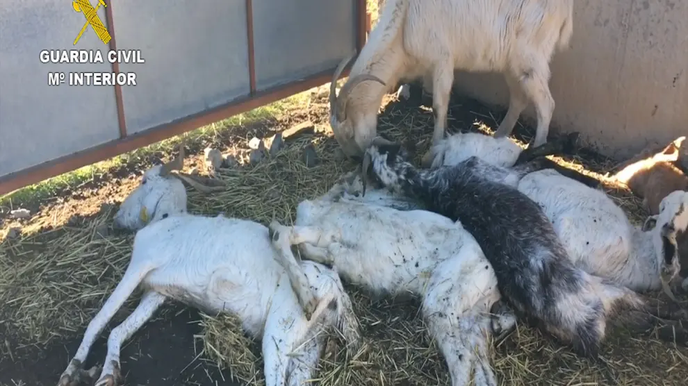 Mueren 346 cabras por inanición en La Litera