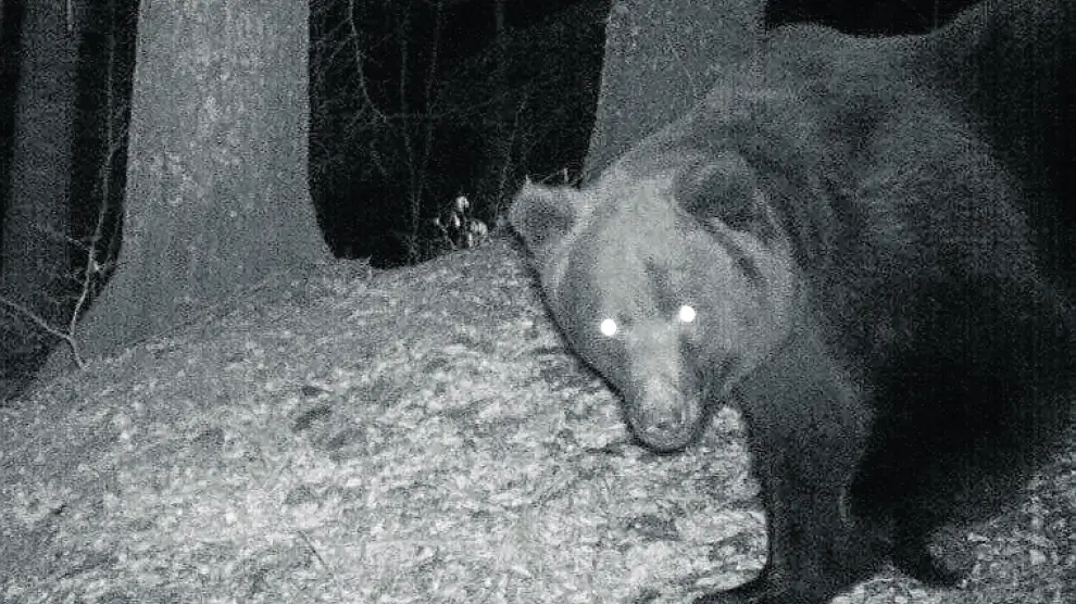 El oso Neré nació en 1997 y se mueve por el Pirineo occidental.