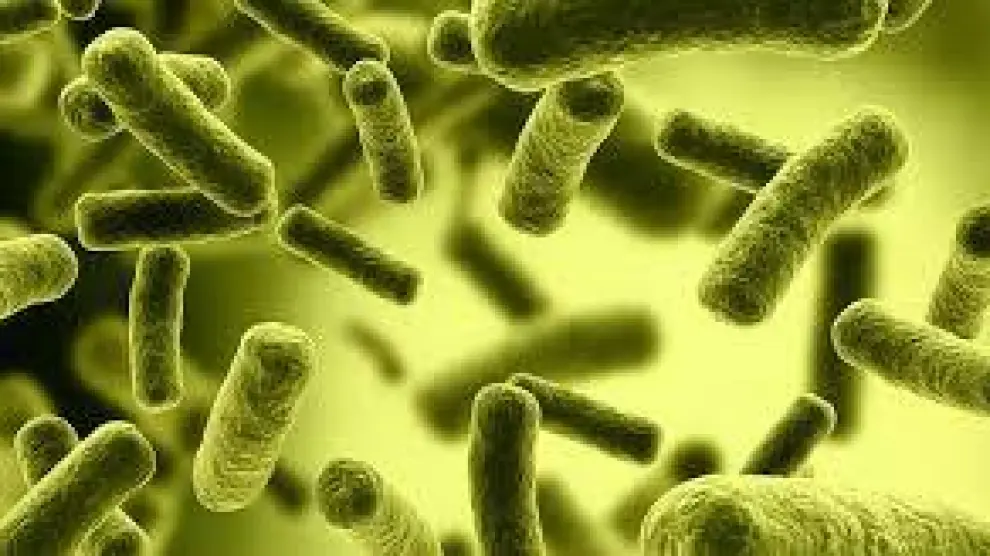 La bacteria 'salmonella enteritidis'