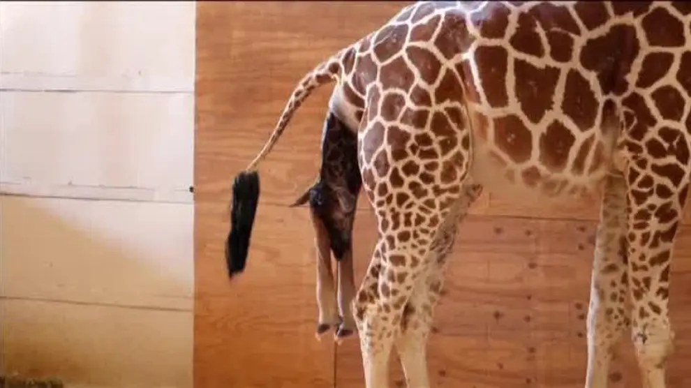 El nacimiento de una jirafa en el Zoo de Nueva York causa sensación